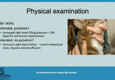Pleurální efuze u koček – diferenciální diagnostika a management